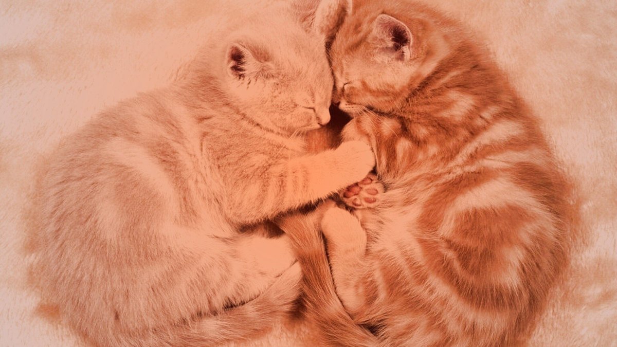 Рыжий и белый кот в обнимку