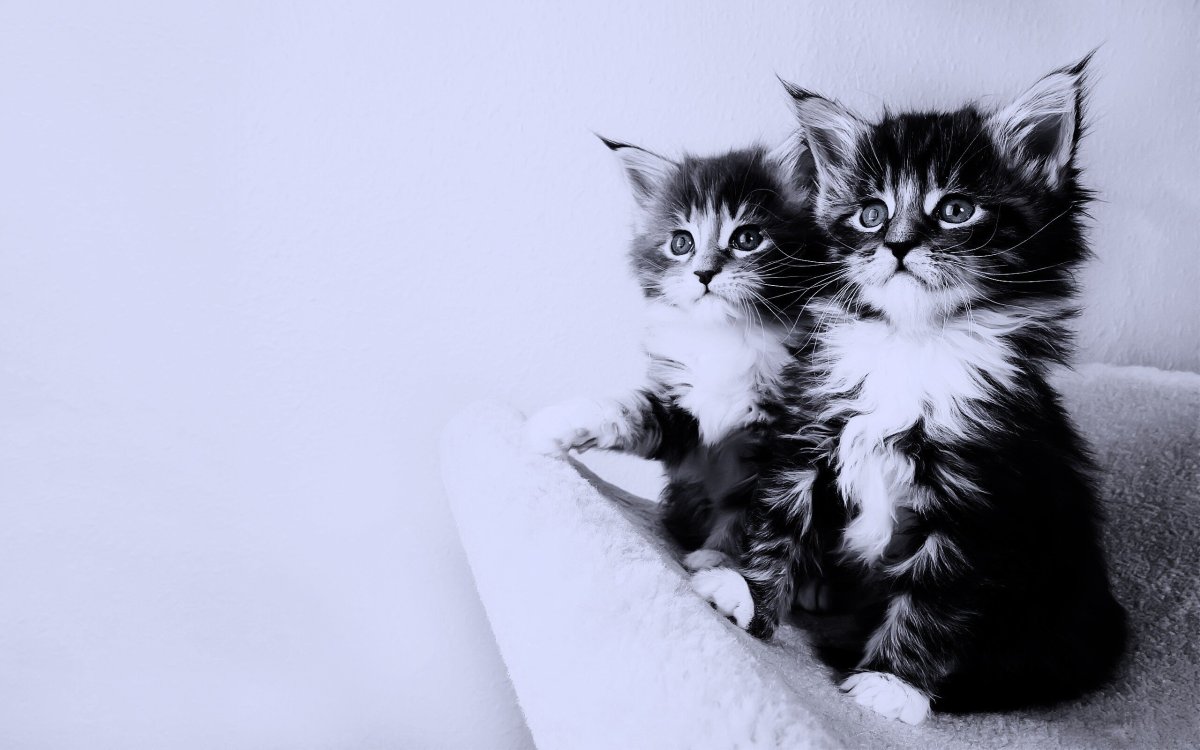 Обои на рабочий стол котята