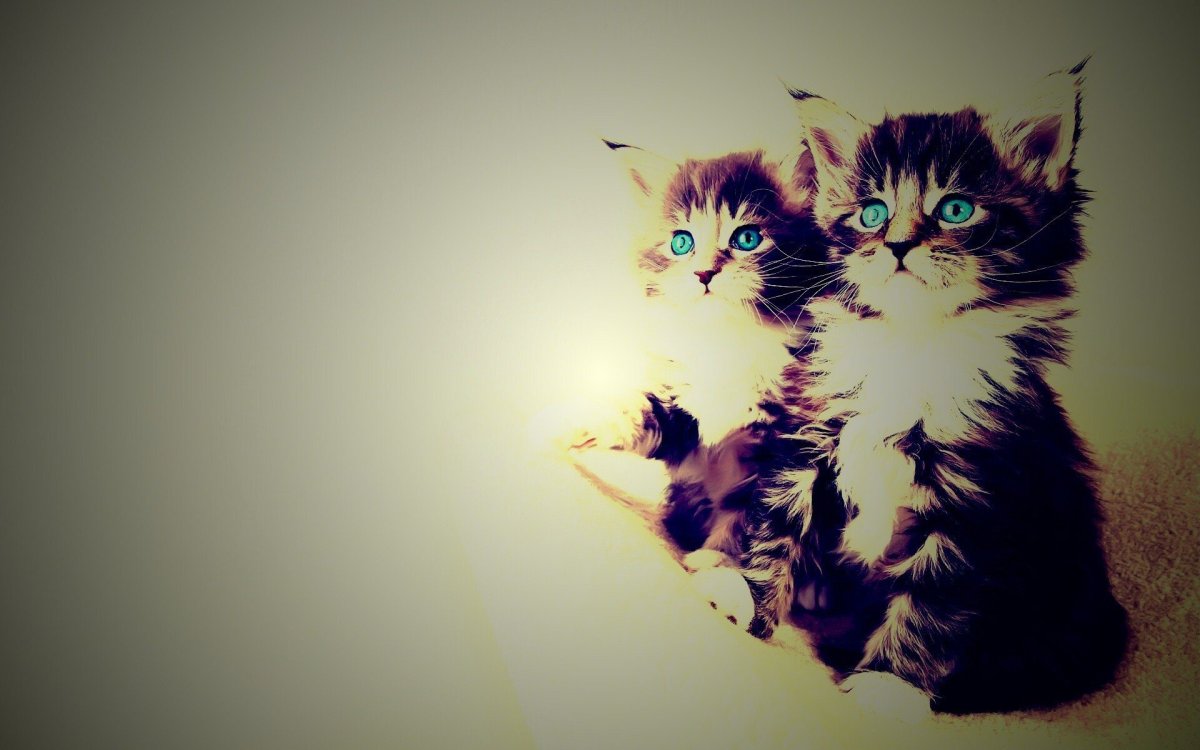 Обои с котятами
