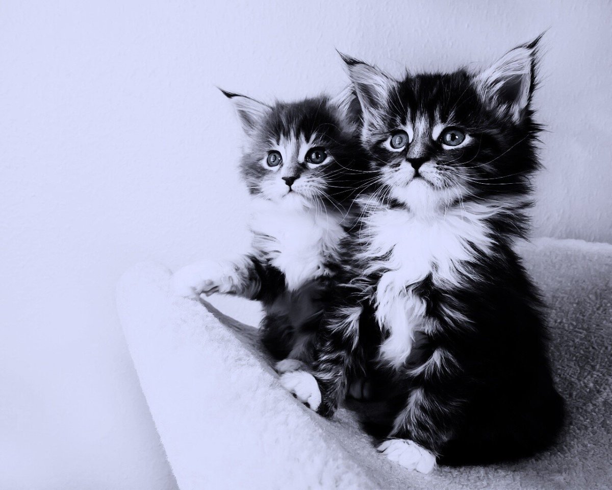 Красивые обои с котиками