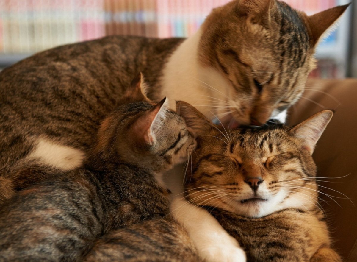 Кошки любовь