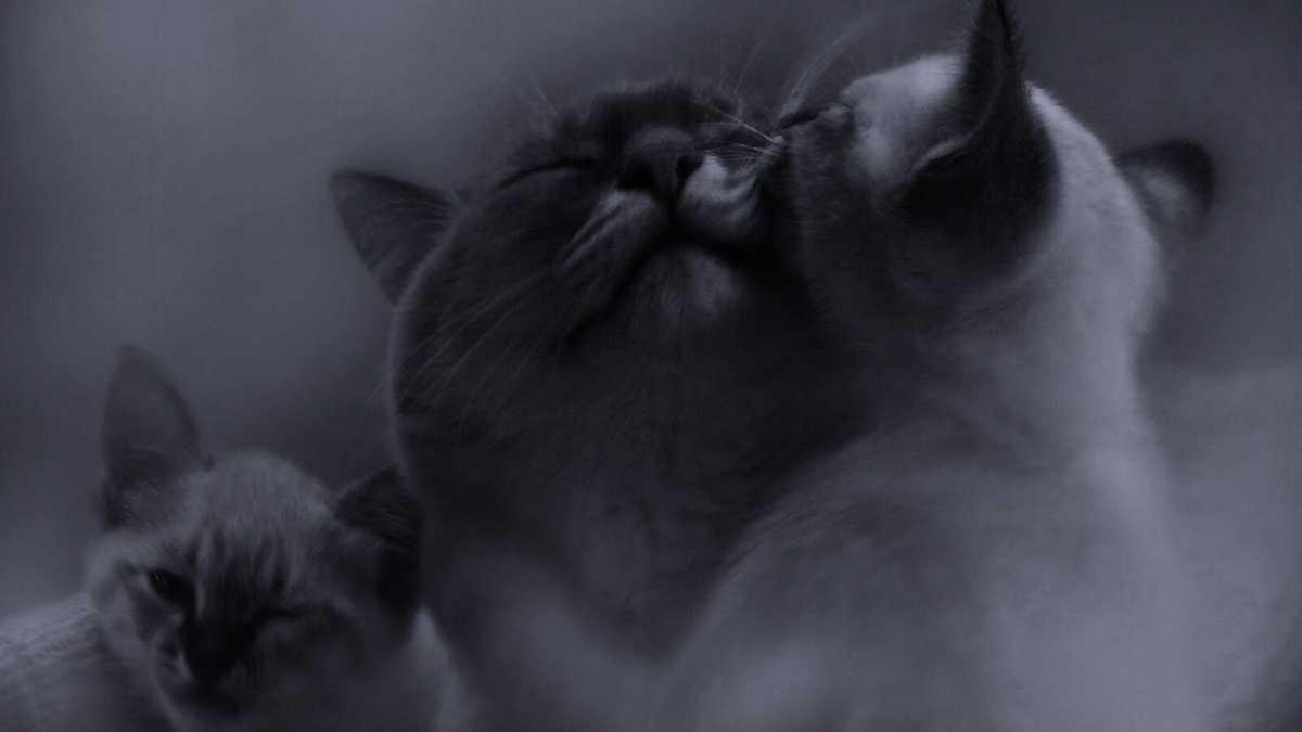 Котята обои с фильтром