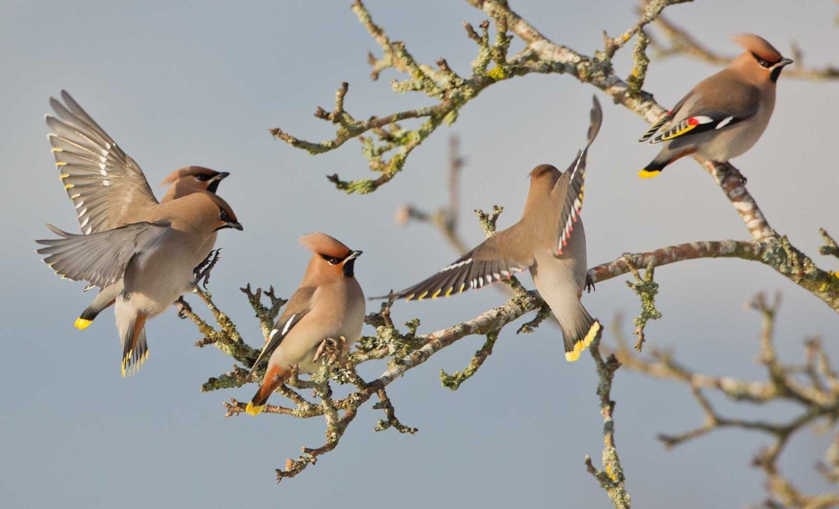 Птенец свиристели