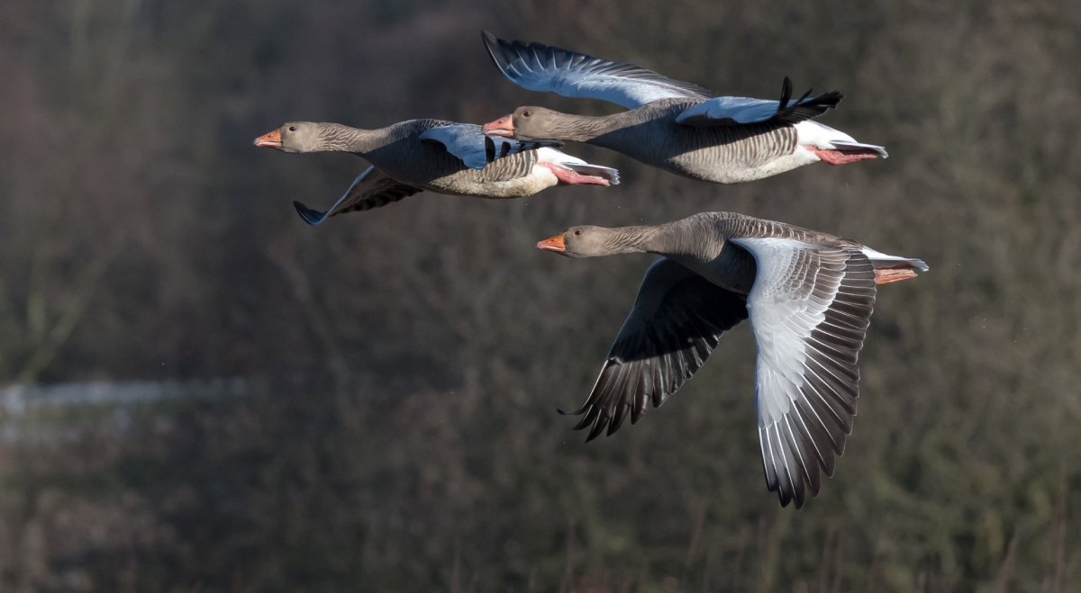 Дикие перелетные гуси
