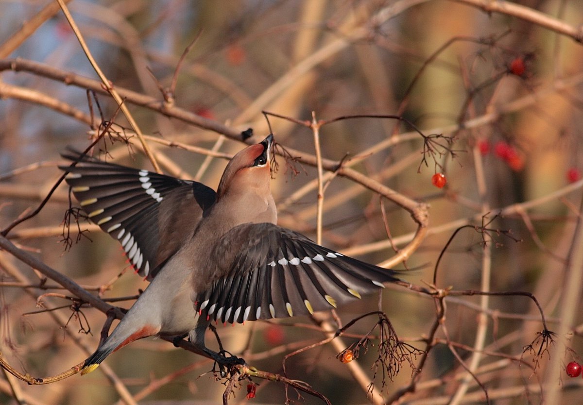 Птицы поздней осенью