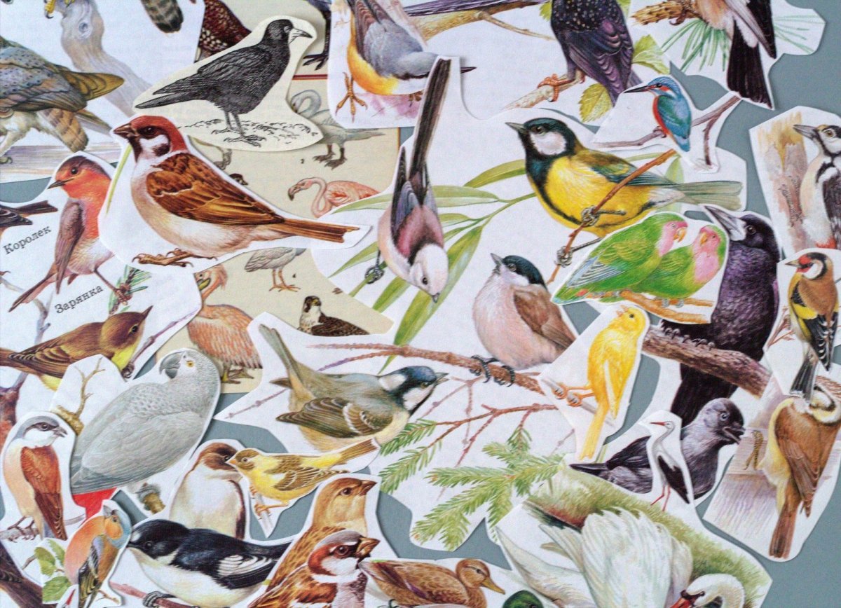 Многообразие птиц