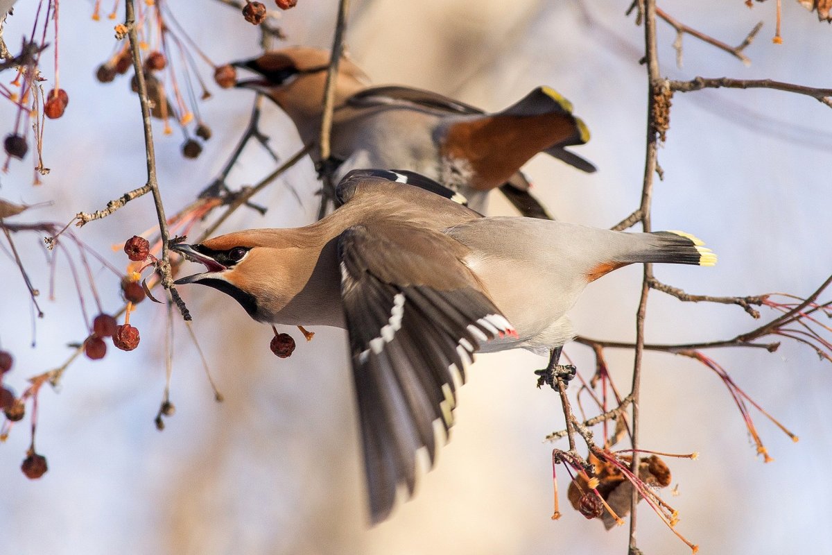 Свиристели перелетные или неперелетные птицы
