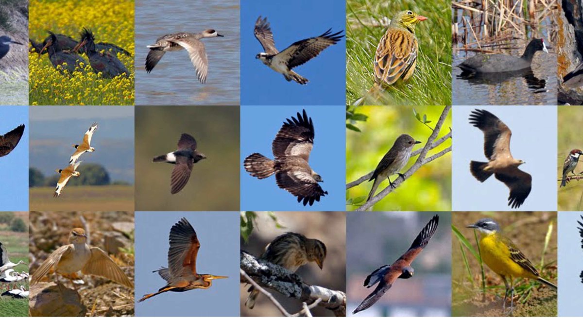 Птицы коллаж