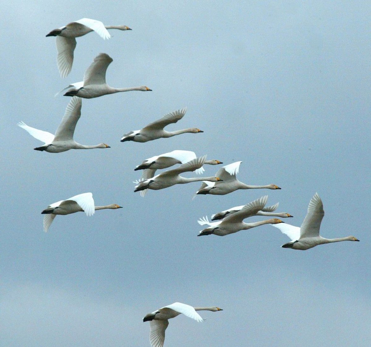 Стая лебедей