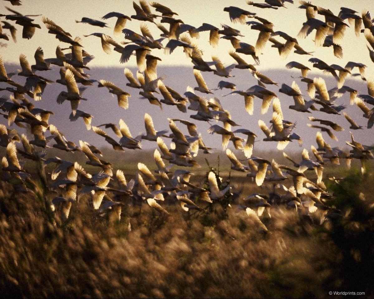 Птицы перелетные в стаи собираются