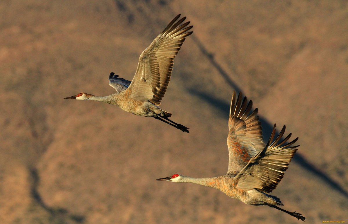 Серый журавль Клин