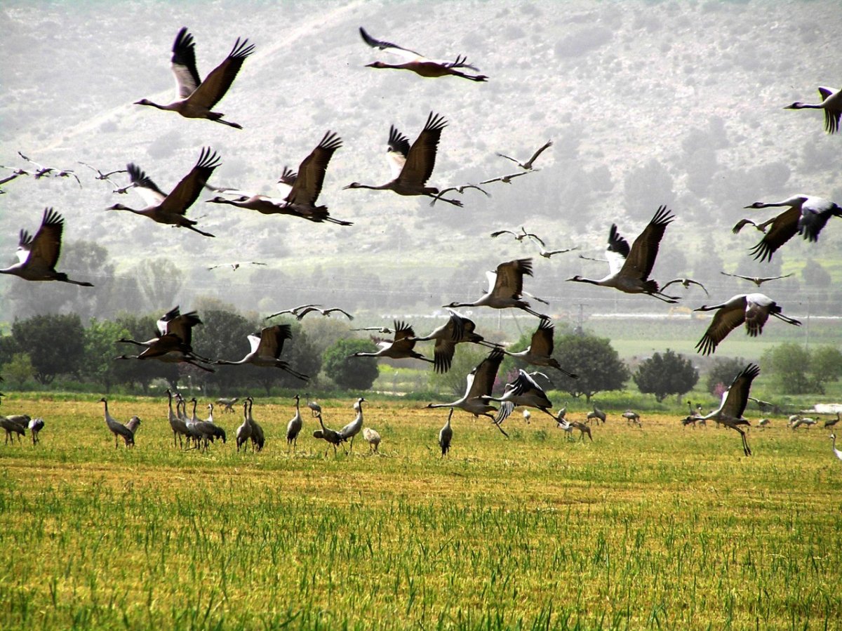 Перелетные птицы улетают на Юг