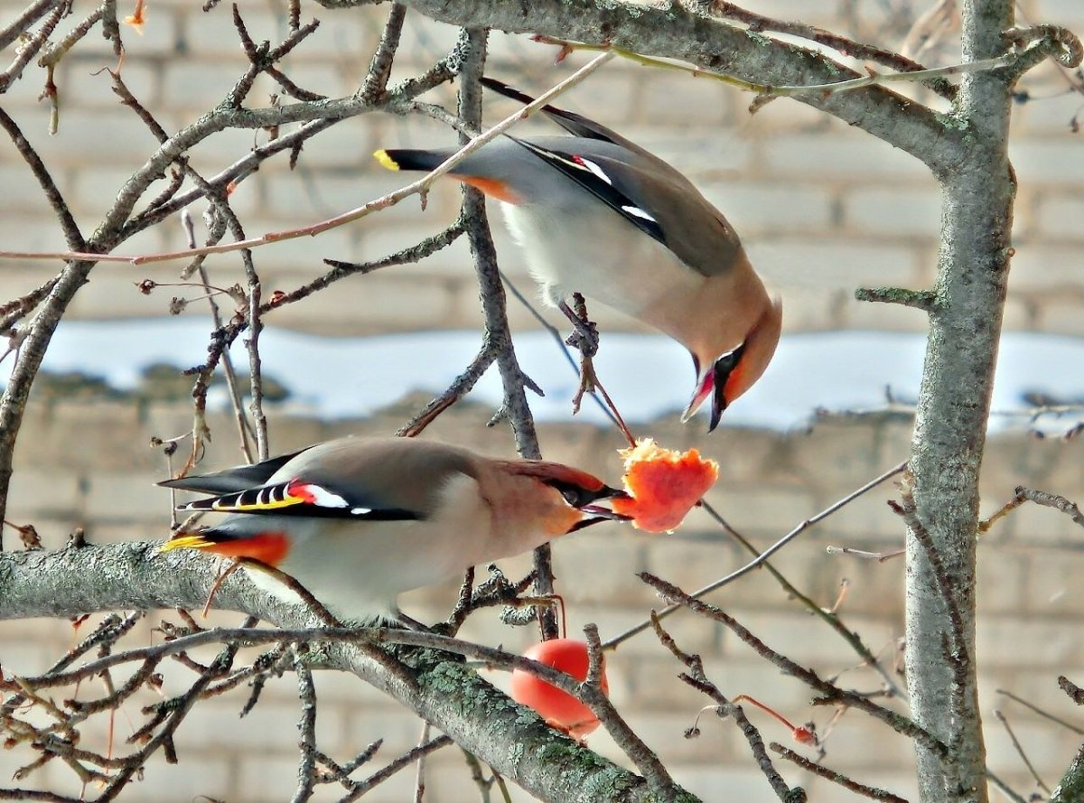 Птицы Чувашии свиристель