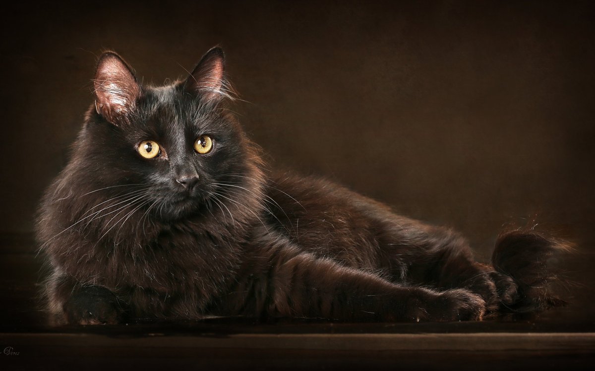 Коричневая кошка пушистая