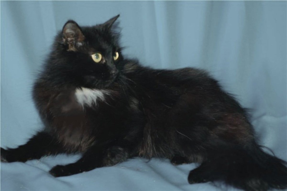 Турецкая ангора черного окраса