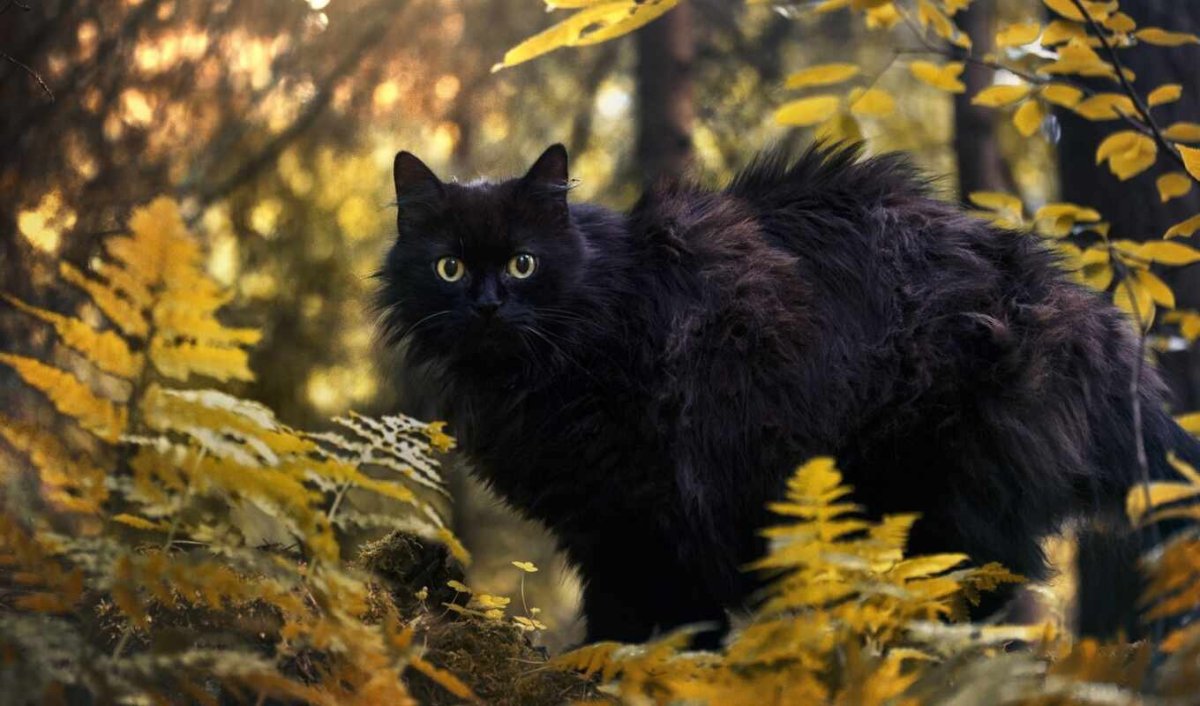 Лесной кот черный