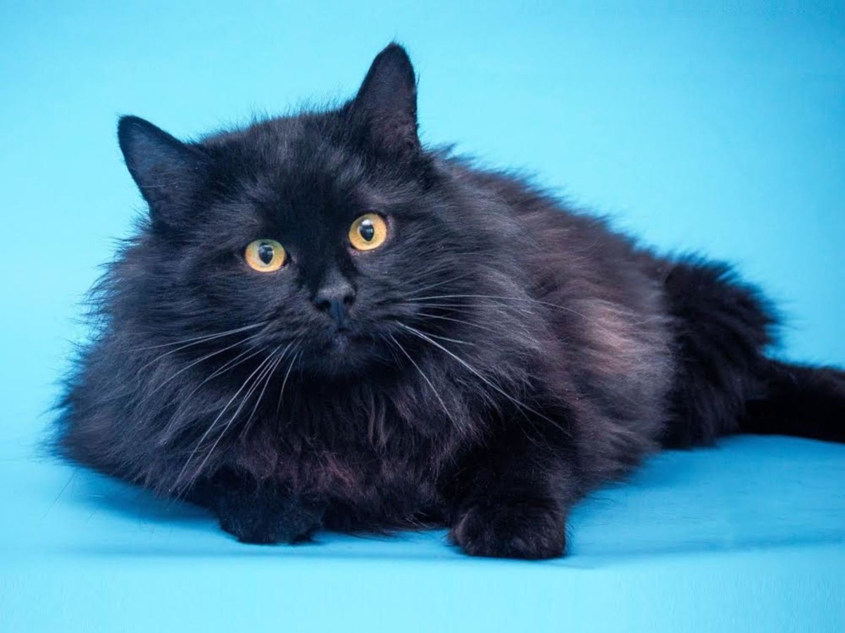 Черный пушистый Сибирский кот