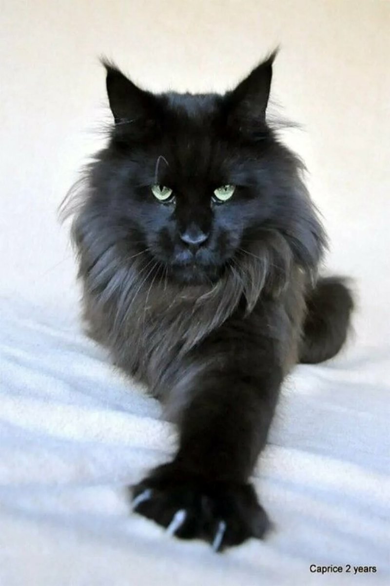 Мейн кун Сибирский черный