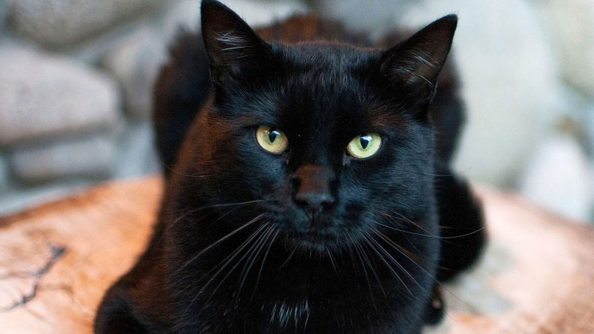 Черная породистая красивая кошка