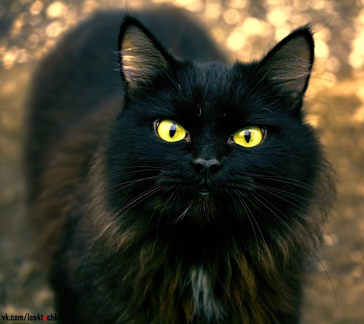 Черный желтоглазый кот