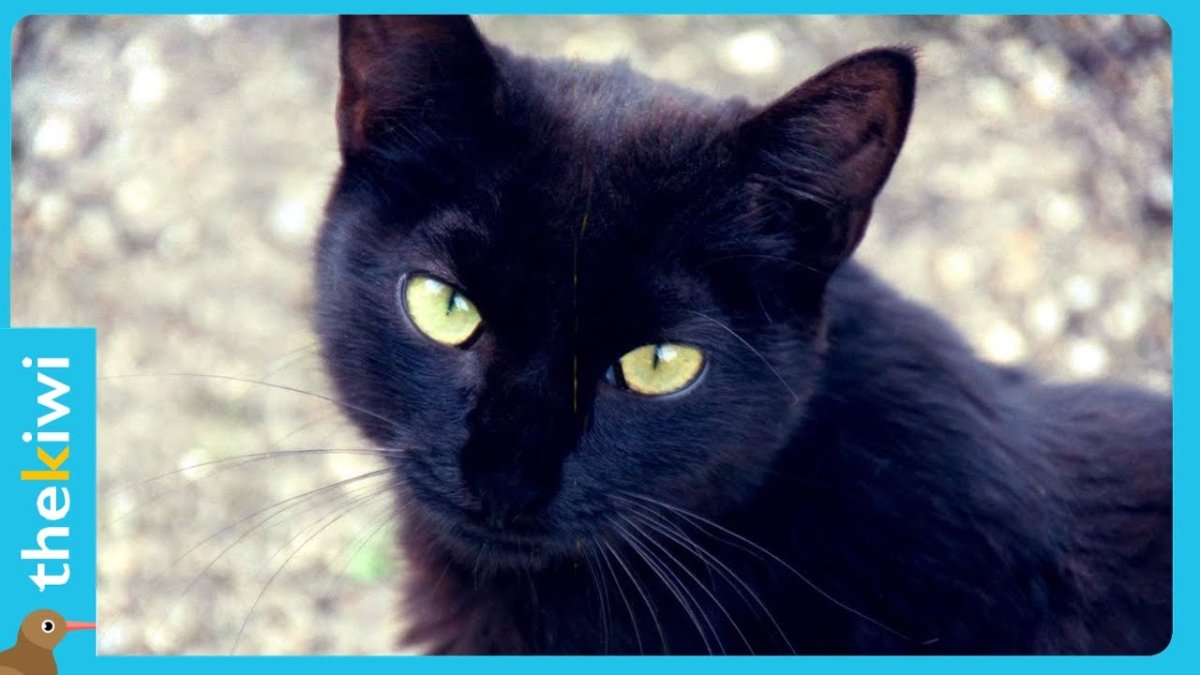 Грациозная черная кошка