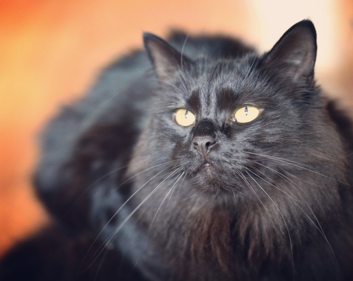 Бельгийский кот темный