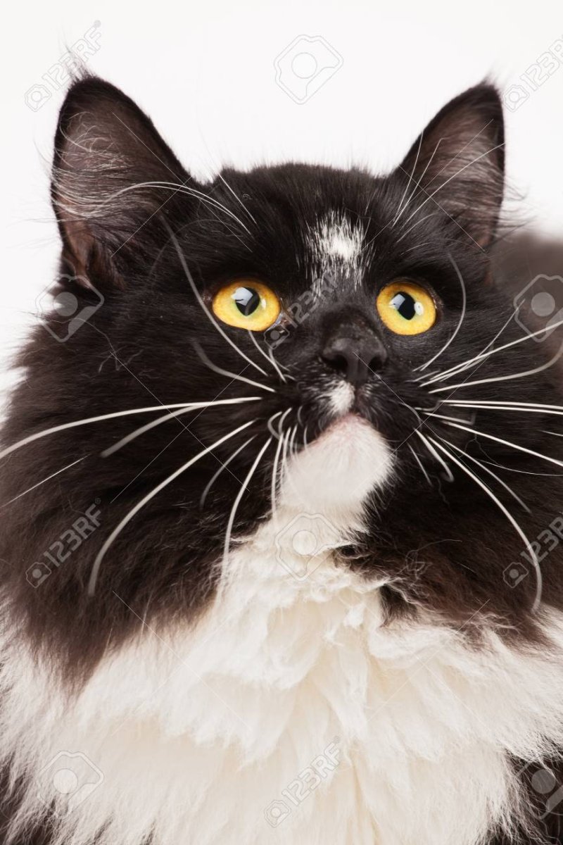 Кот бактейл белый