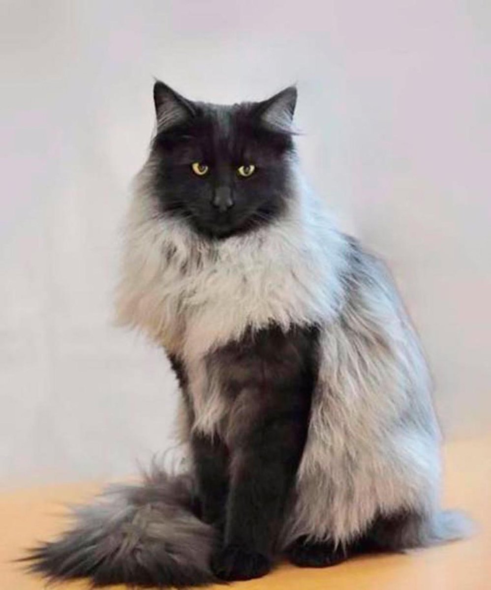 Skogkatt - Норвежская Лесная кошка.