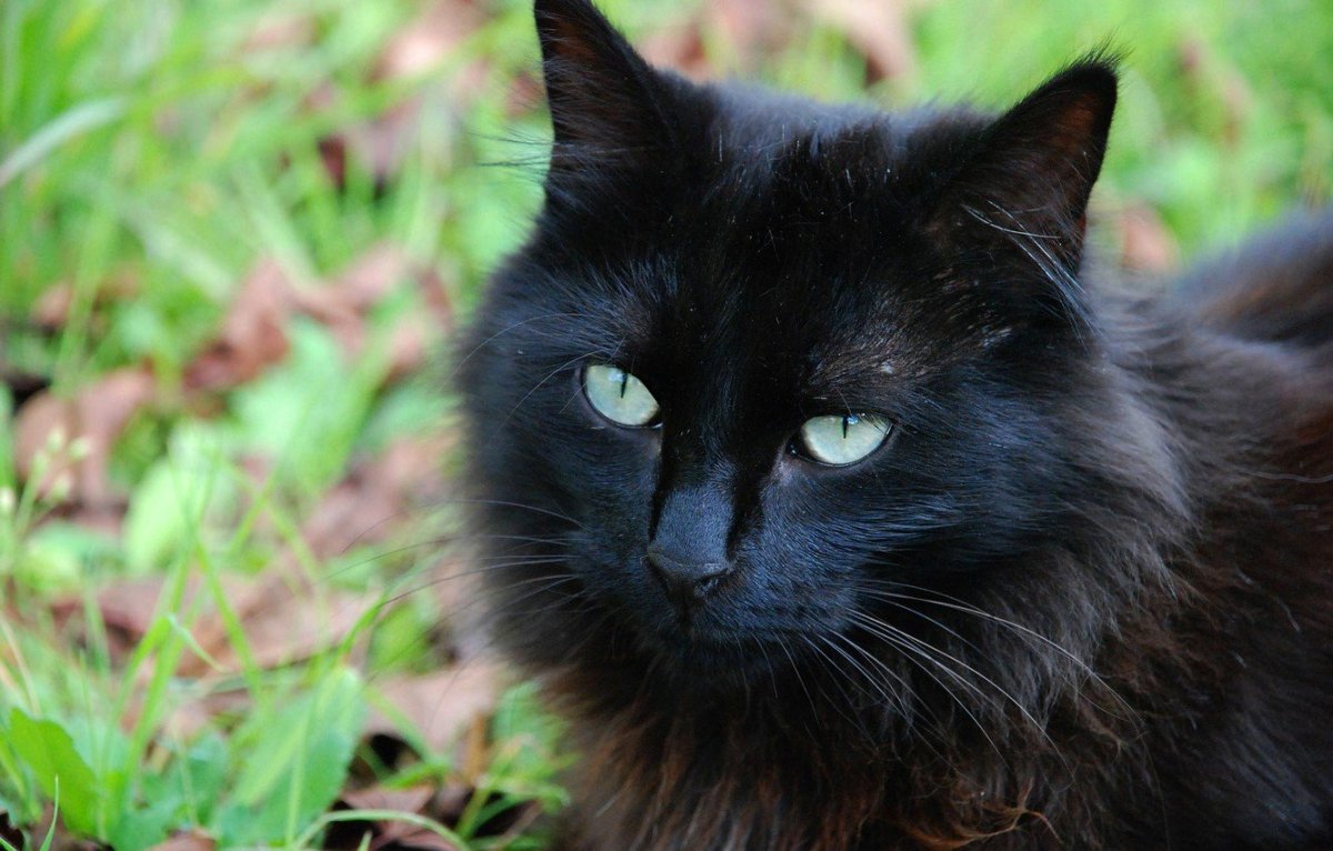 Сибирский кот черный