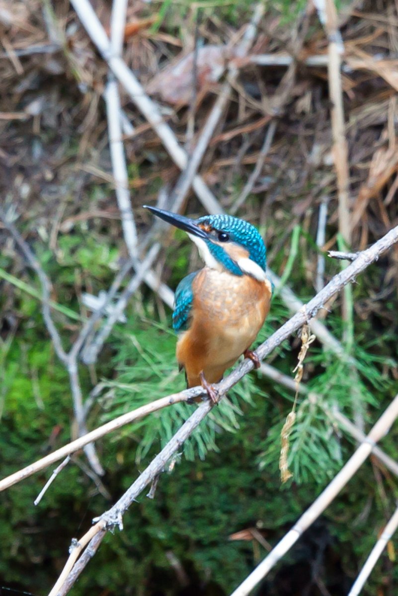 Зяблик Зимородок