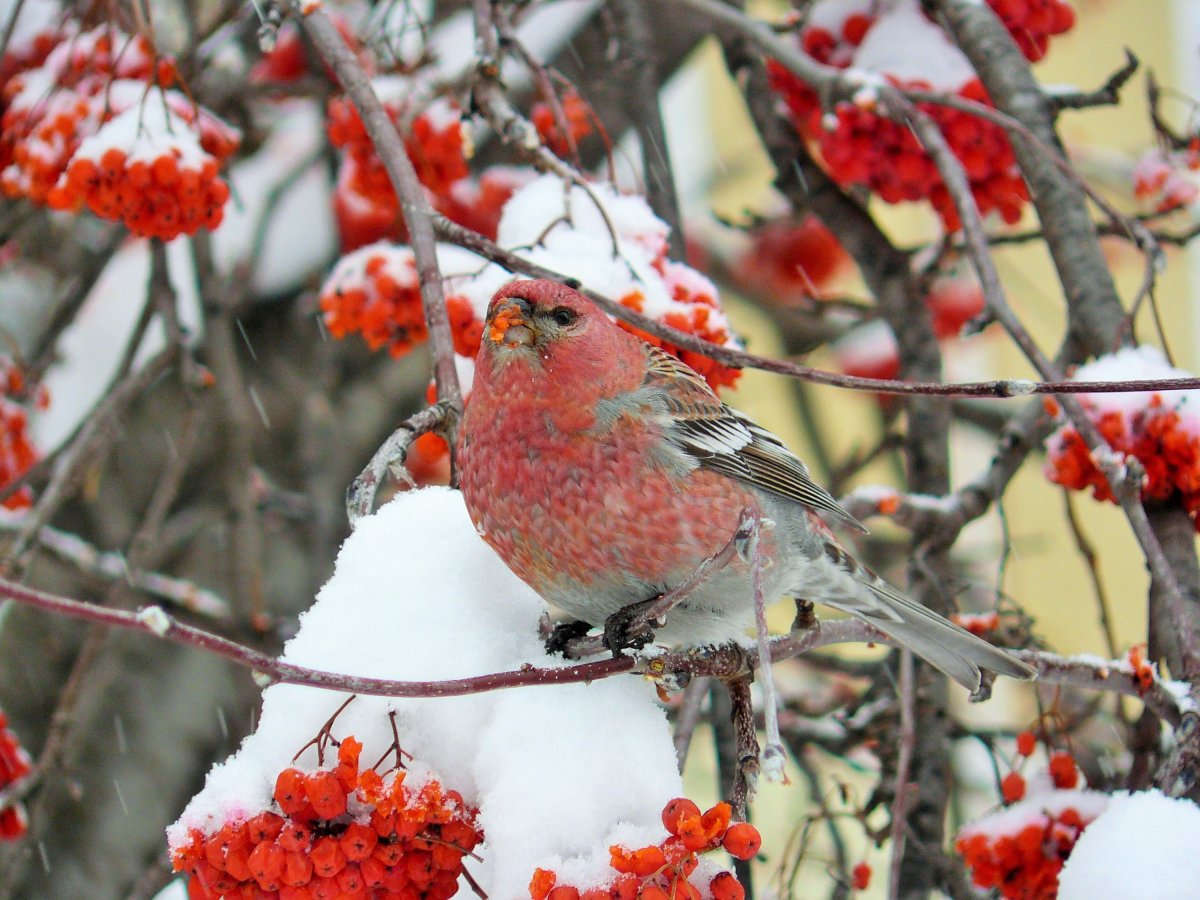 Зимние птицы в Новосибирске