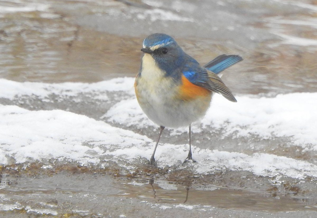 Редкие птицы Новосибирской области