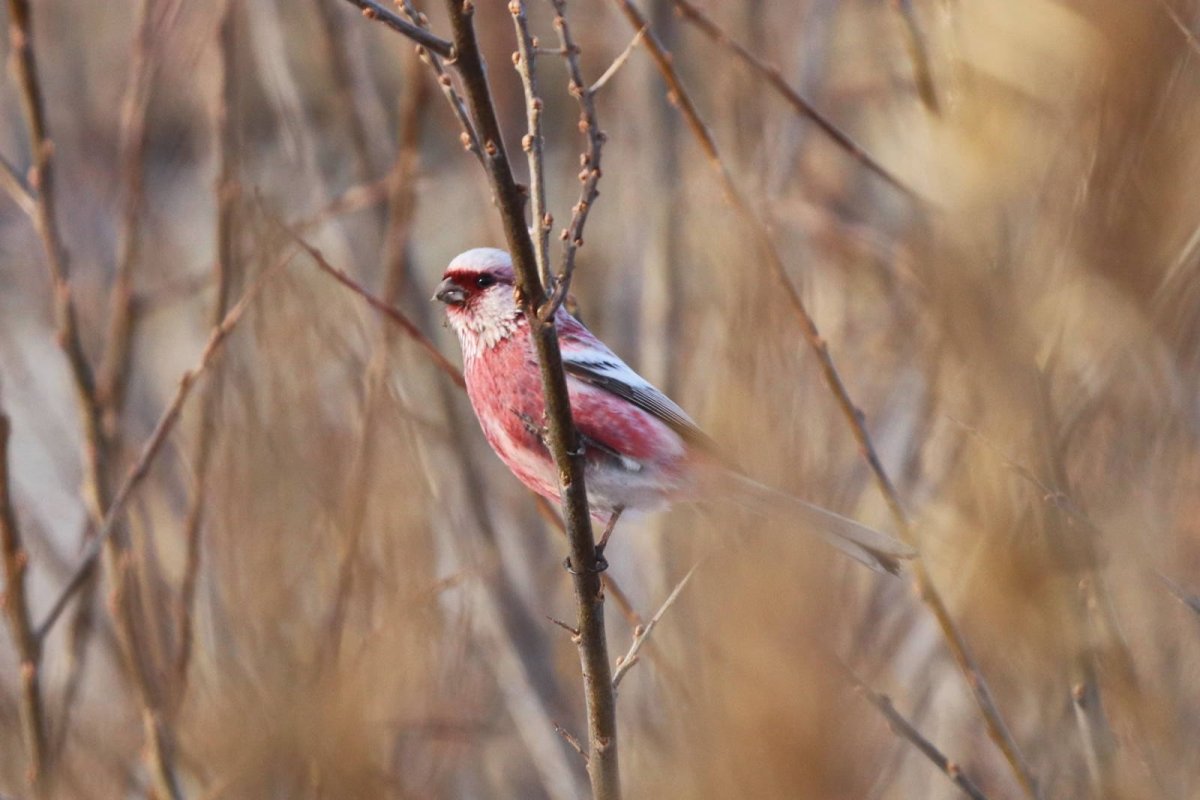 Урагус сибирикус