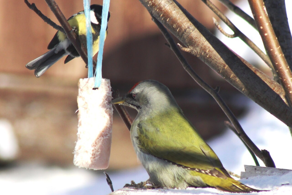Маленькие птички прилетели в Новосибирск