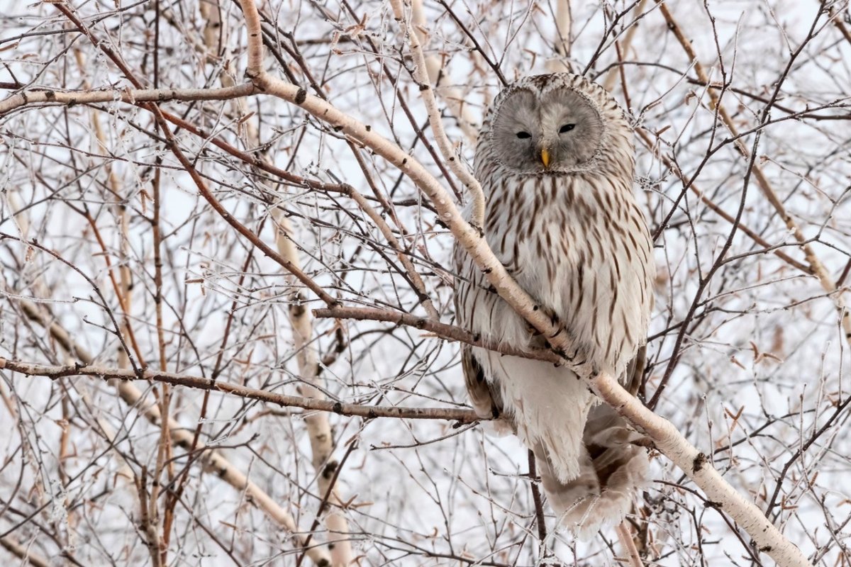 Длиннохвостая неясыть зимующая птица?