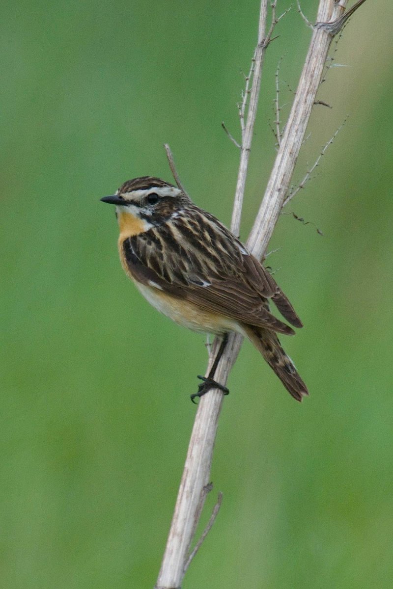 Чекан полевой