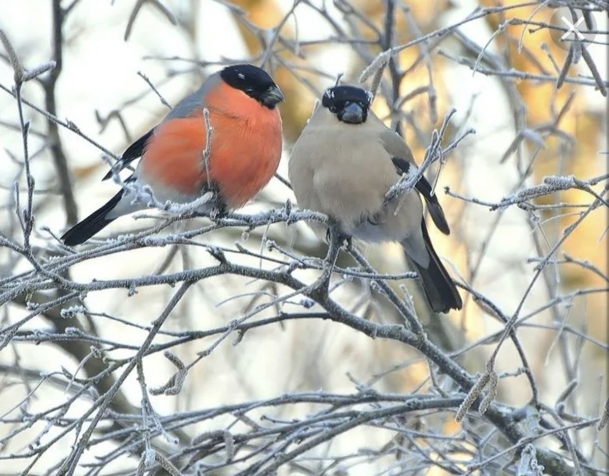 Снегирь птица самец и самка