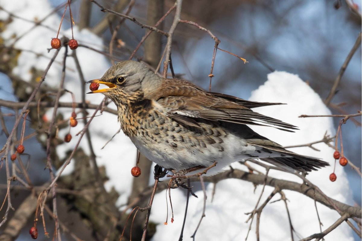 Рябинник Забайкальский