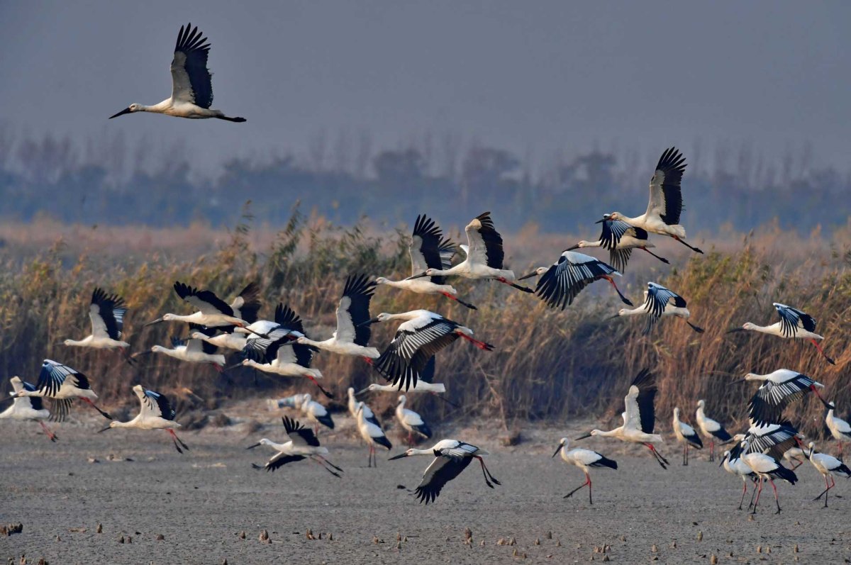 Белый Аист миграция