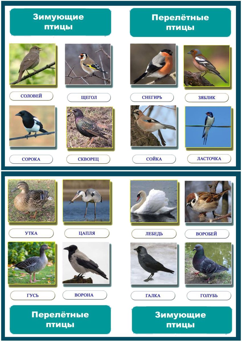 Перелетные и зимующие птицы России