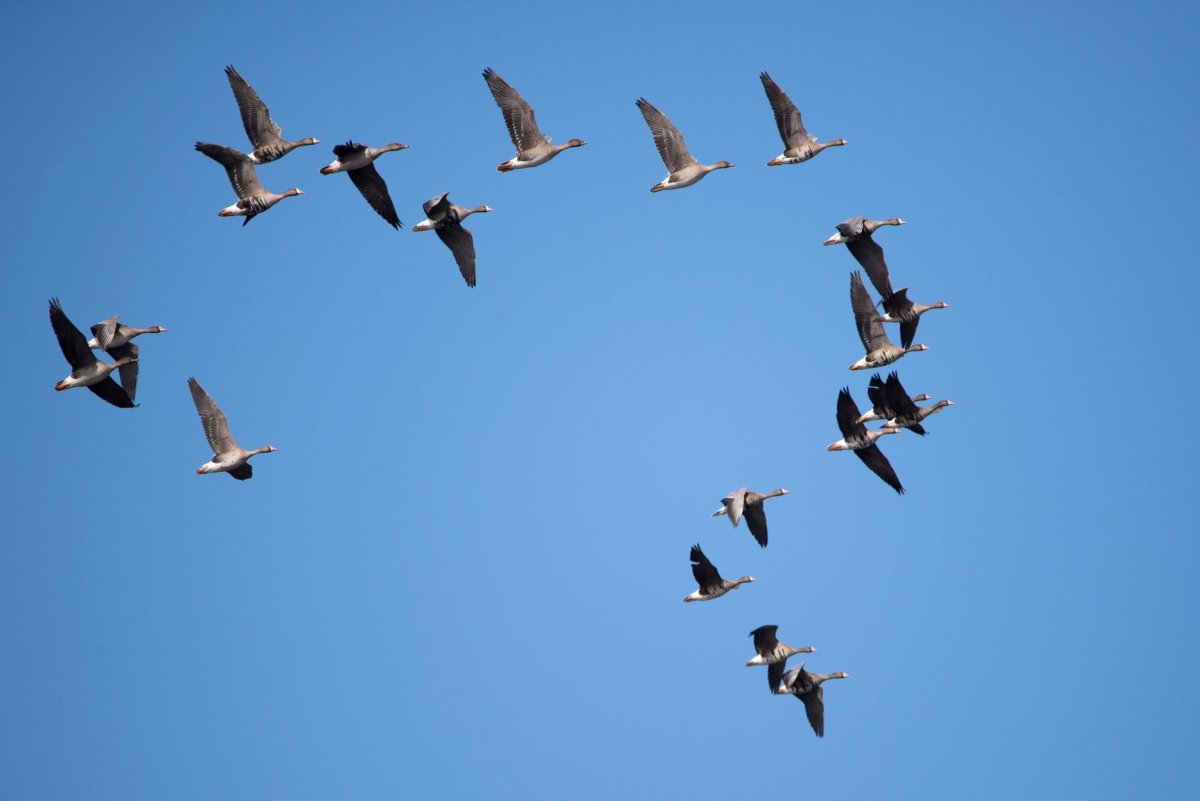 Прилетают перелетные птицы