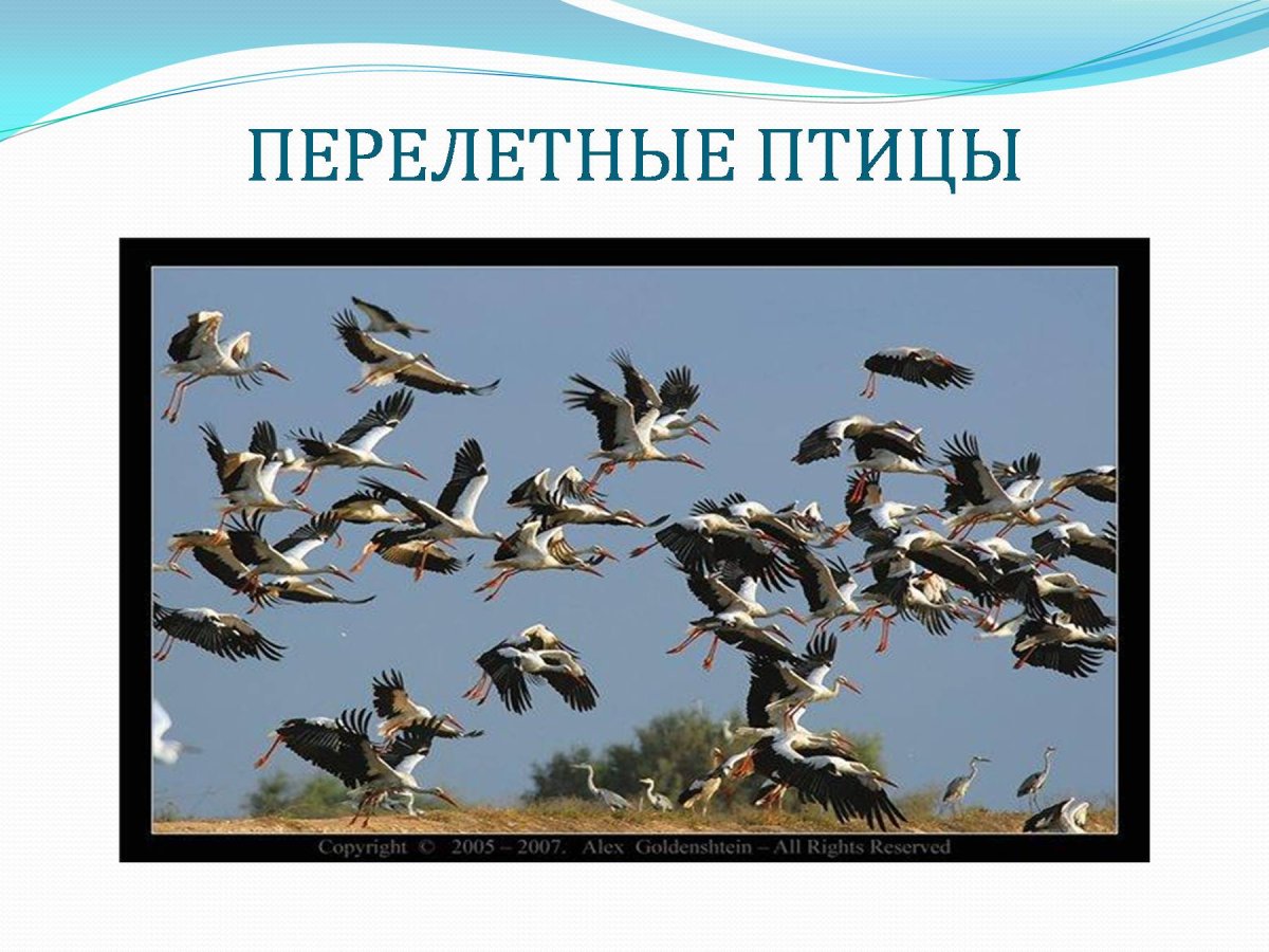 Перелетные птицы Архангельской области для детей