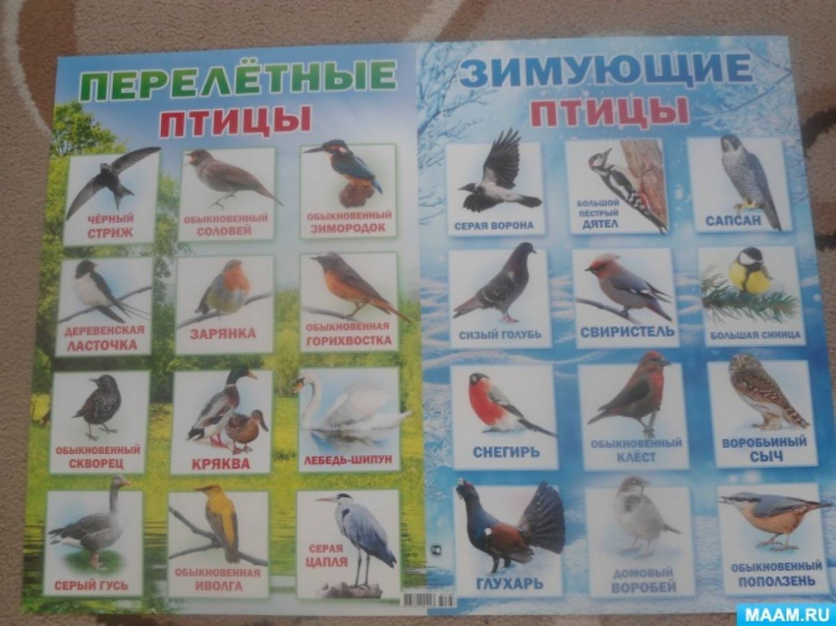Названия перелетных и зимующих птиц