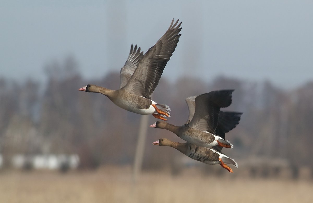 Гусь пискулька в полете