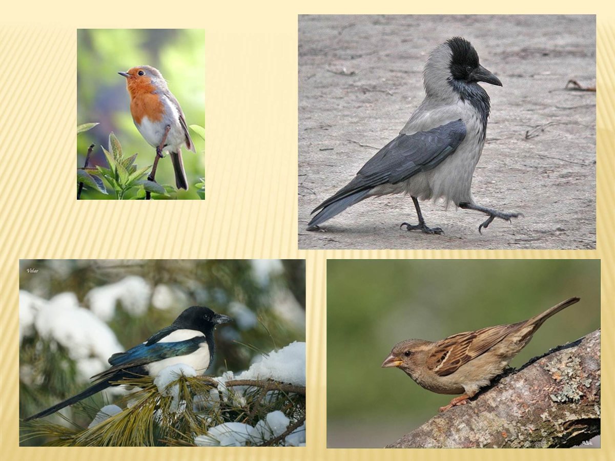 Перелетные птицы ПМР