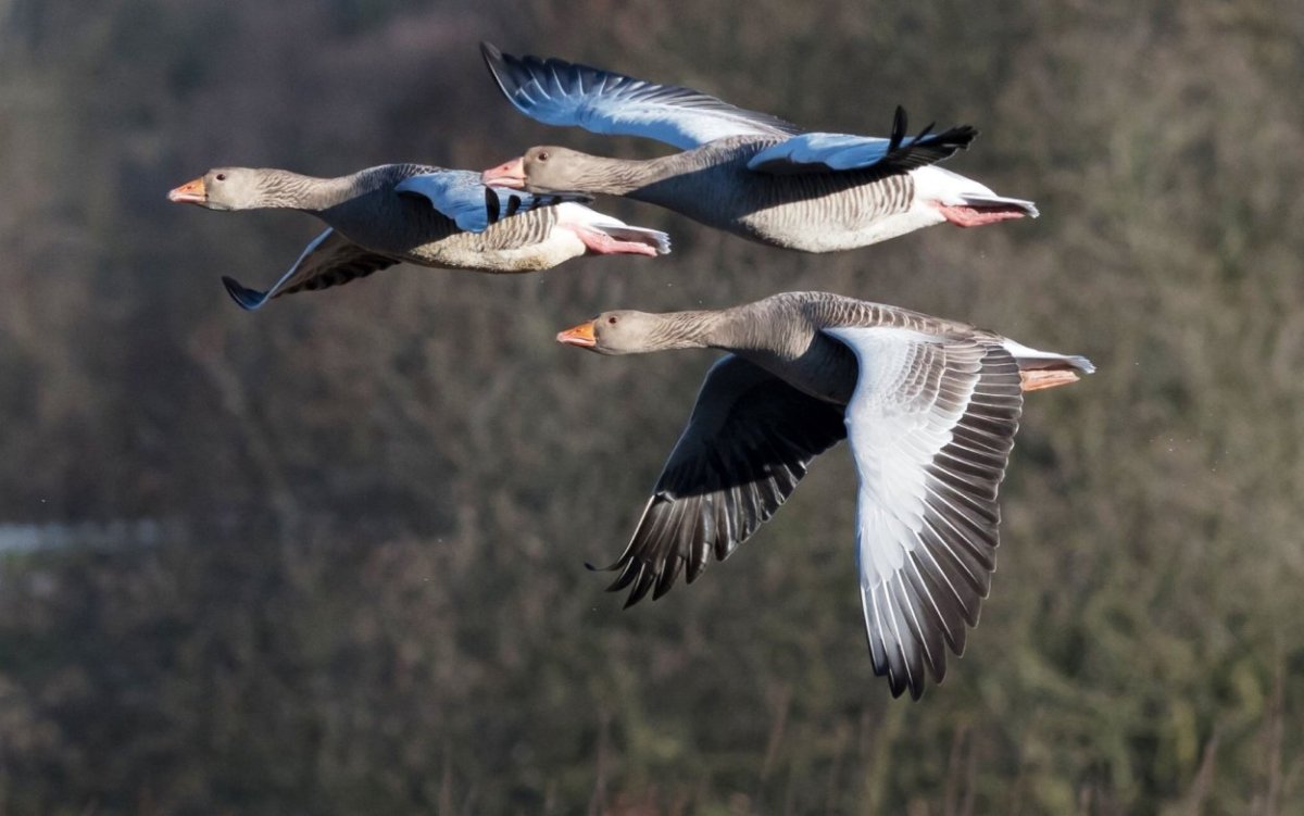 Дикие перелетные гуси