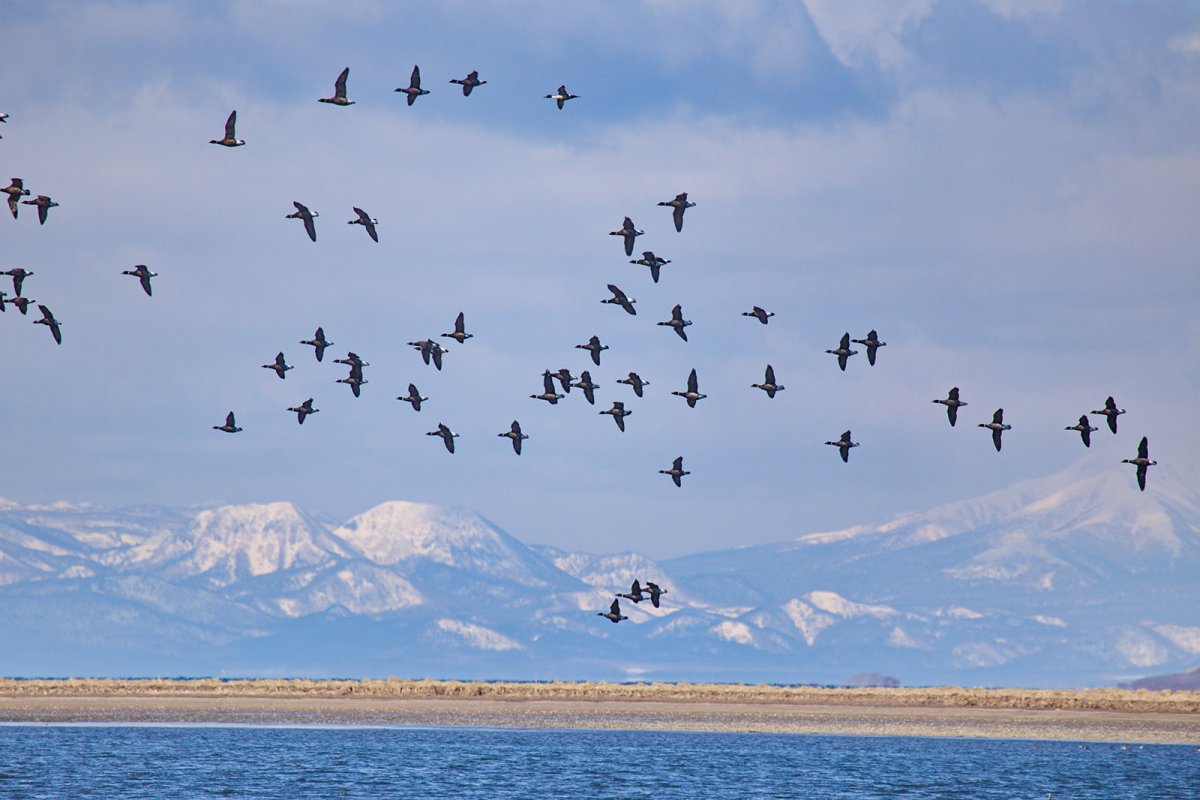 Птица много прилетело весной