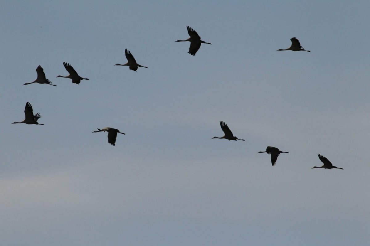 Журавли перелетные