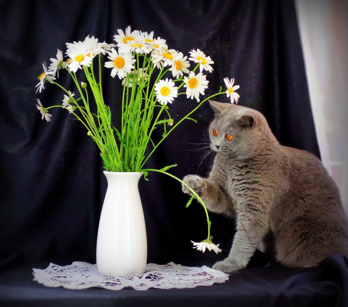 Коты с букетом цветов