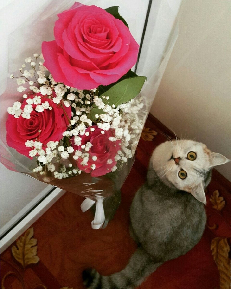 Кошка с букетом